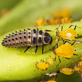 Ladybird Larvae - Adalia bipunctata